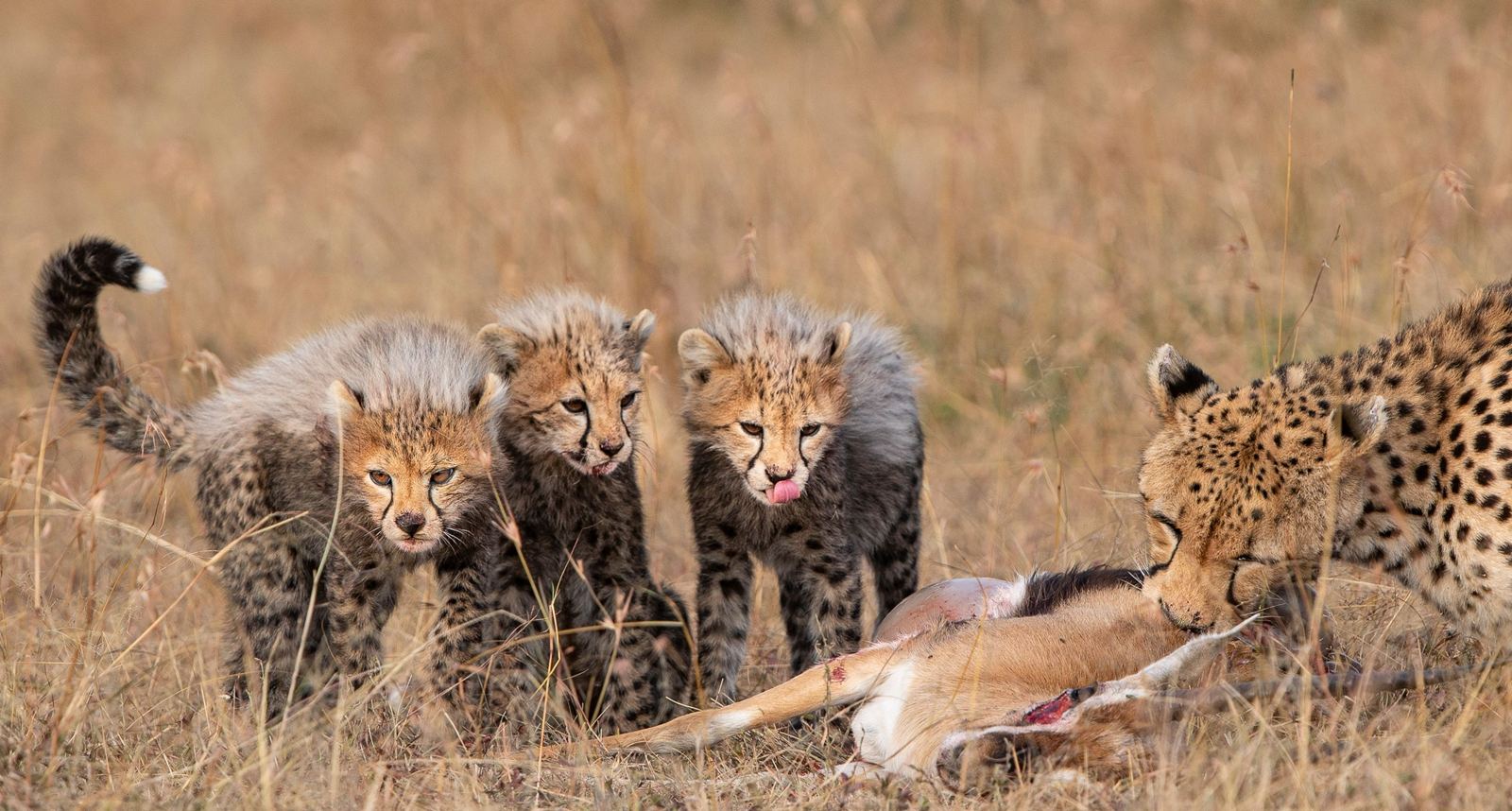 Offbeat Ndoto Camp en Masai Mara