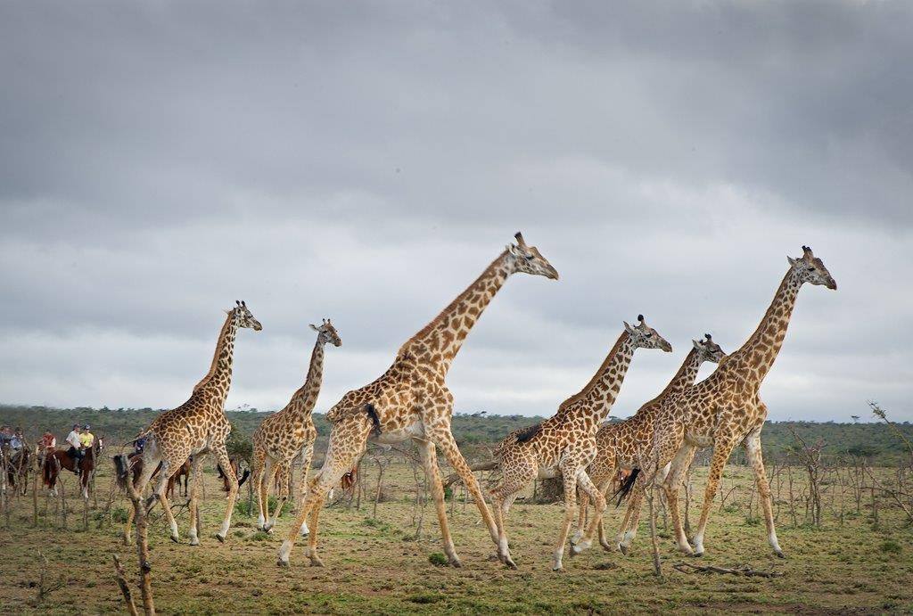 Safari a caballo en Masai Mara