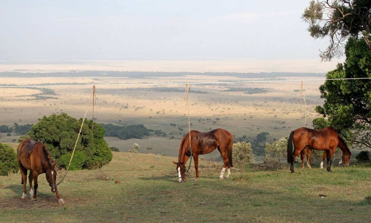 Safari a caballo en Masai Mara