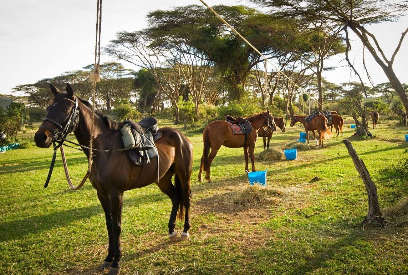 Safari a caballo en Masai Mara