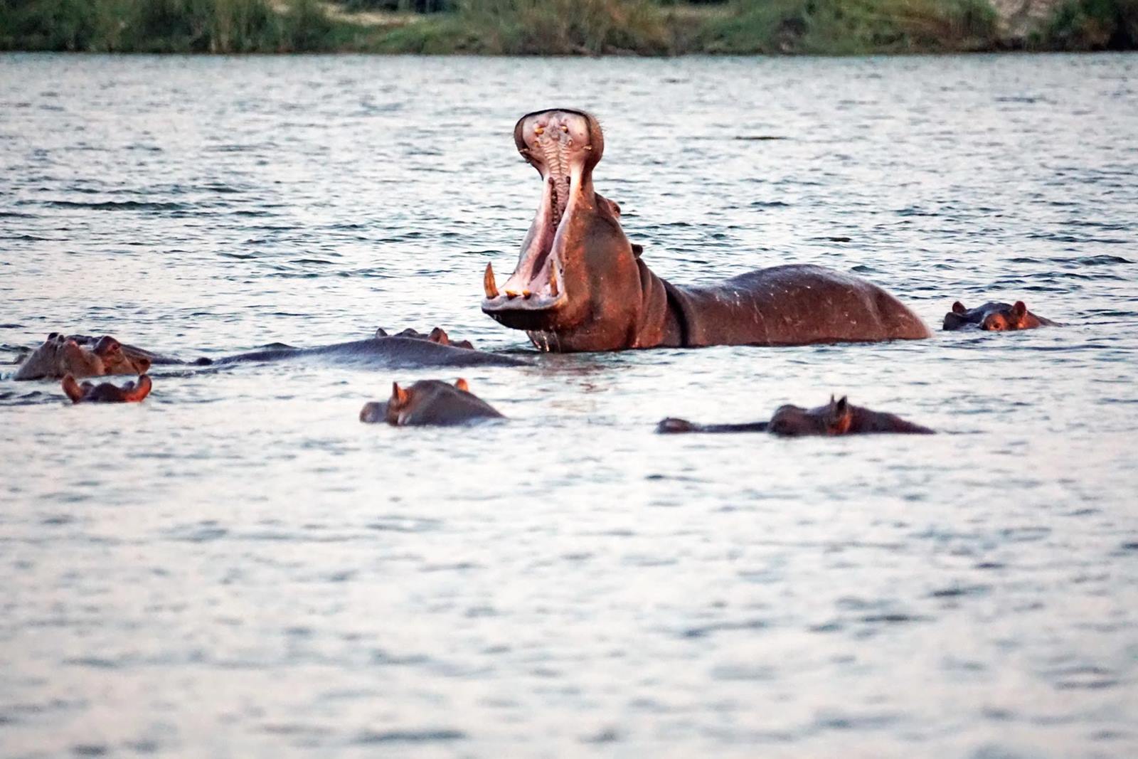 Zambezi National Park