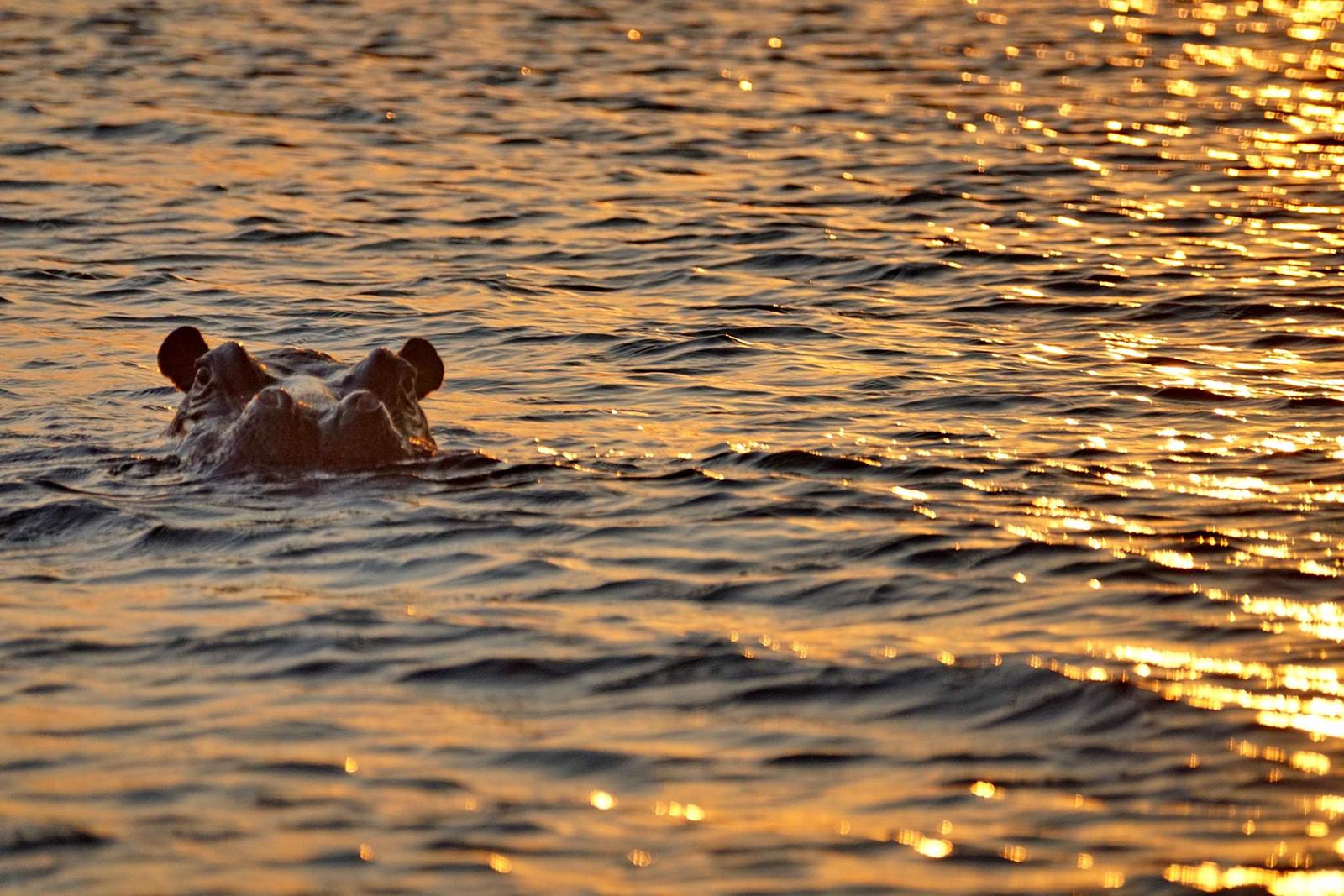 Tsowa Safari Island en Zambezi National Park