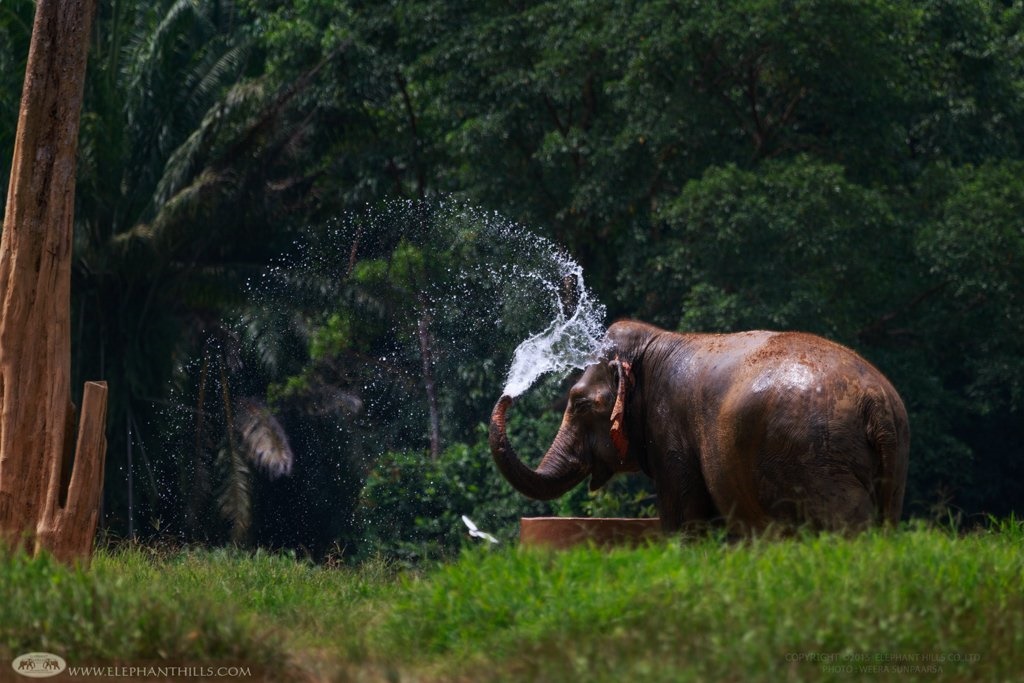 Elephant Hills  en Khao Sok