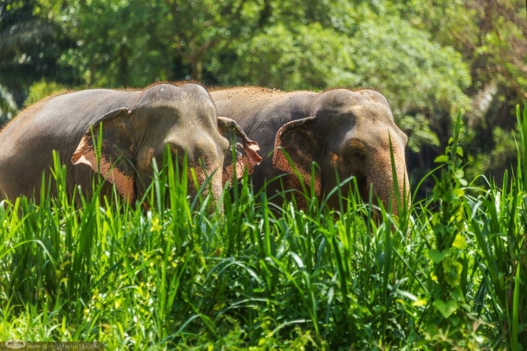 Elephant Hills  en Khao Sok