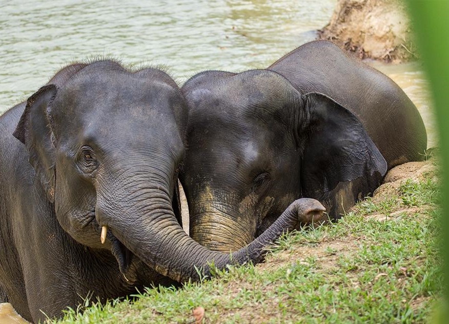 Elephant Hills  en Khao Sok