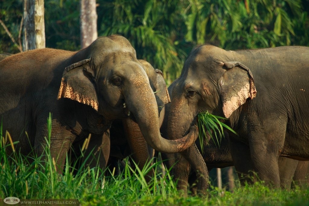 Elephant Hills  en Khao Sok