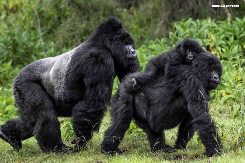 Exclusivo safari en Ruanda y Zambia *Septiembre diseñado por LAT.40