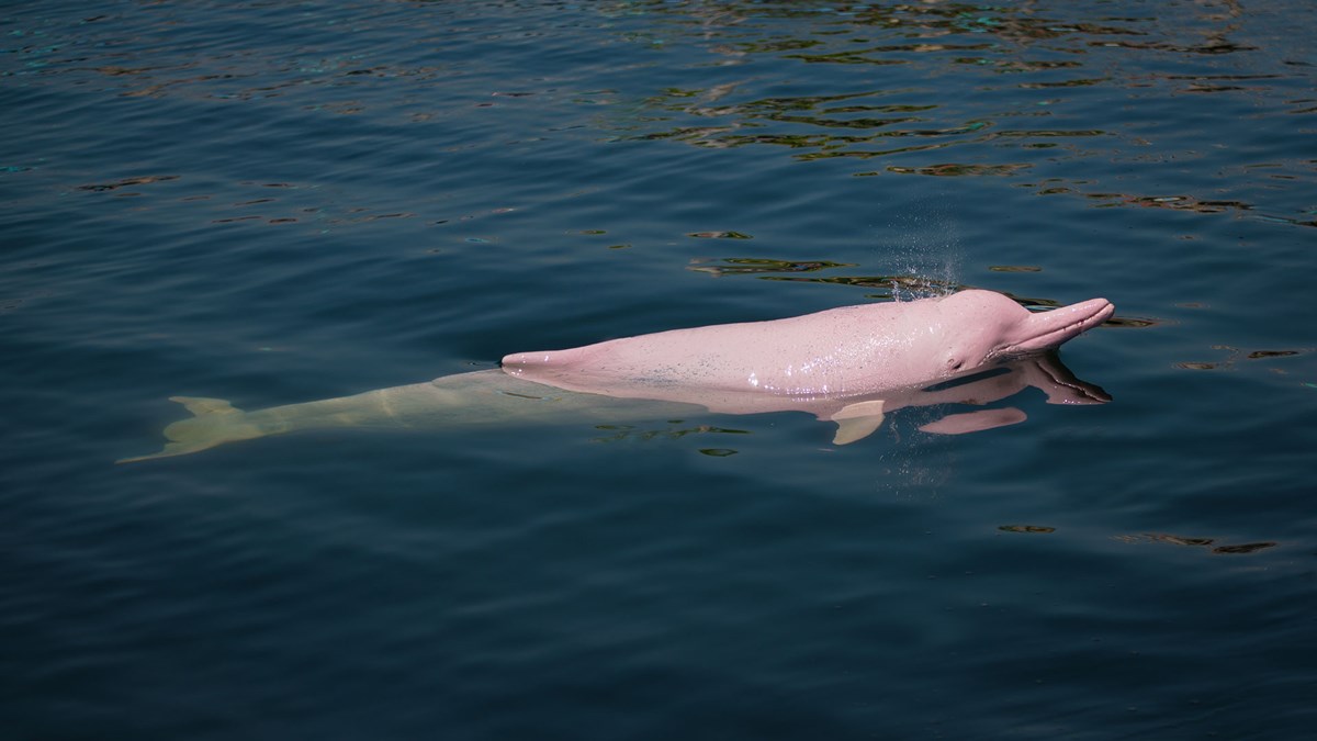 Delfin Cruises en Iquitos