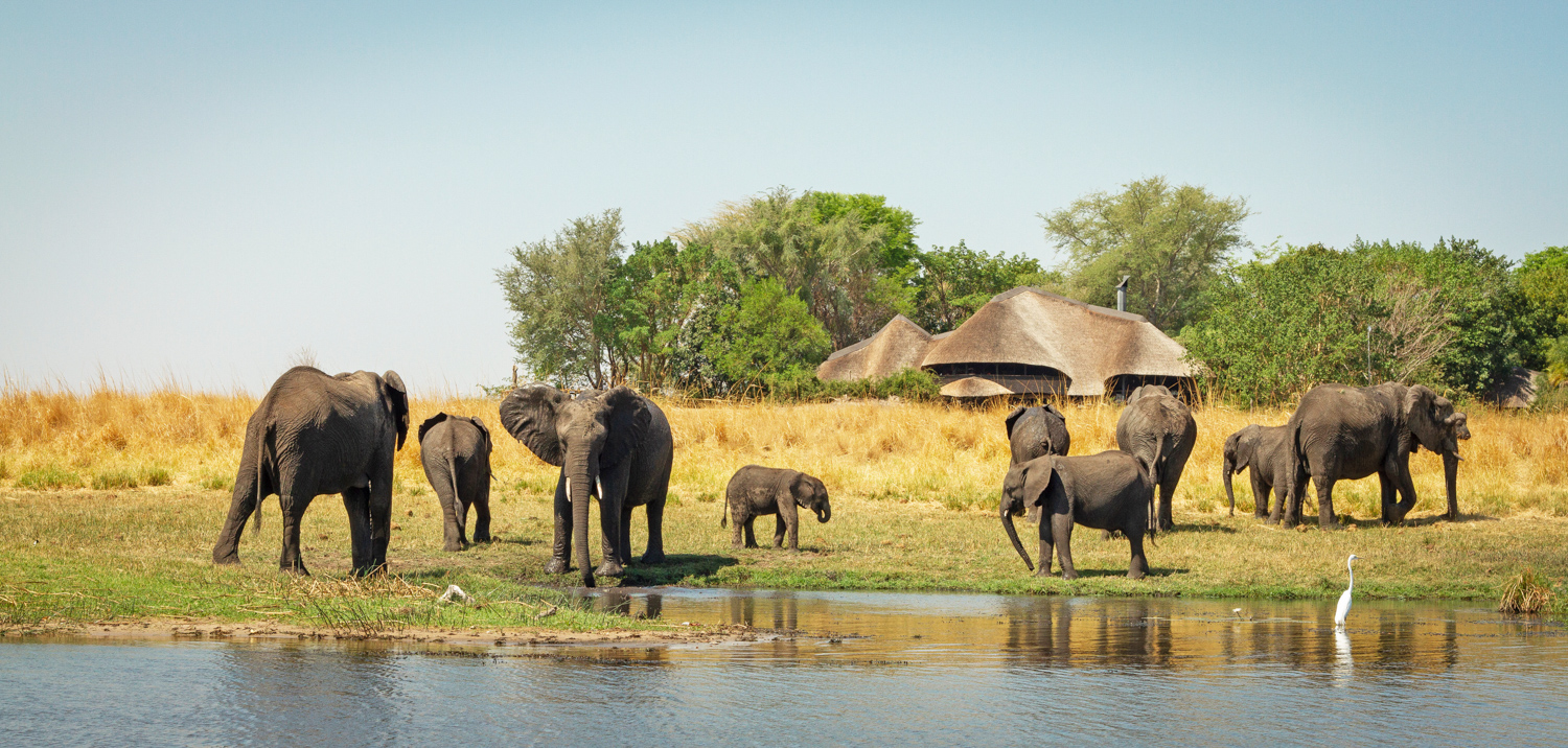 Chobe Savanna Lodge en Chobe