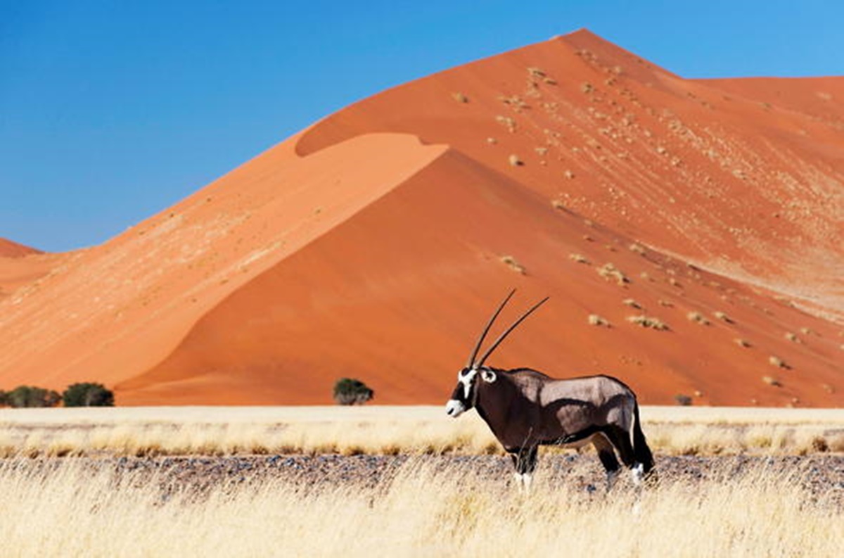 Desierto del Namib