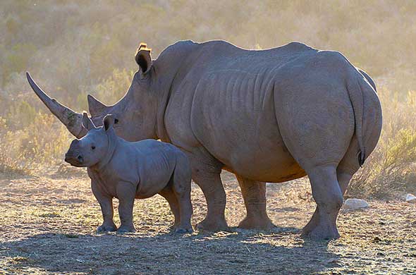 Kruger - Sabi Sands