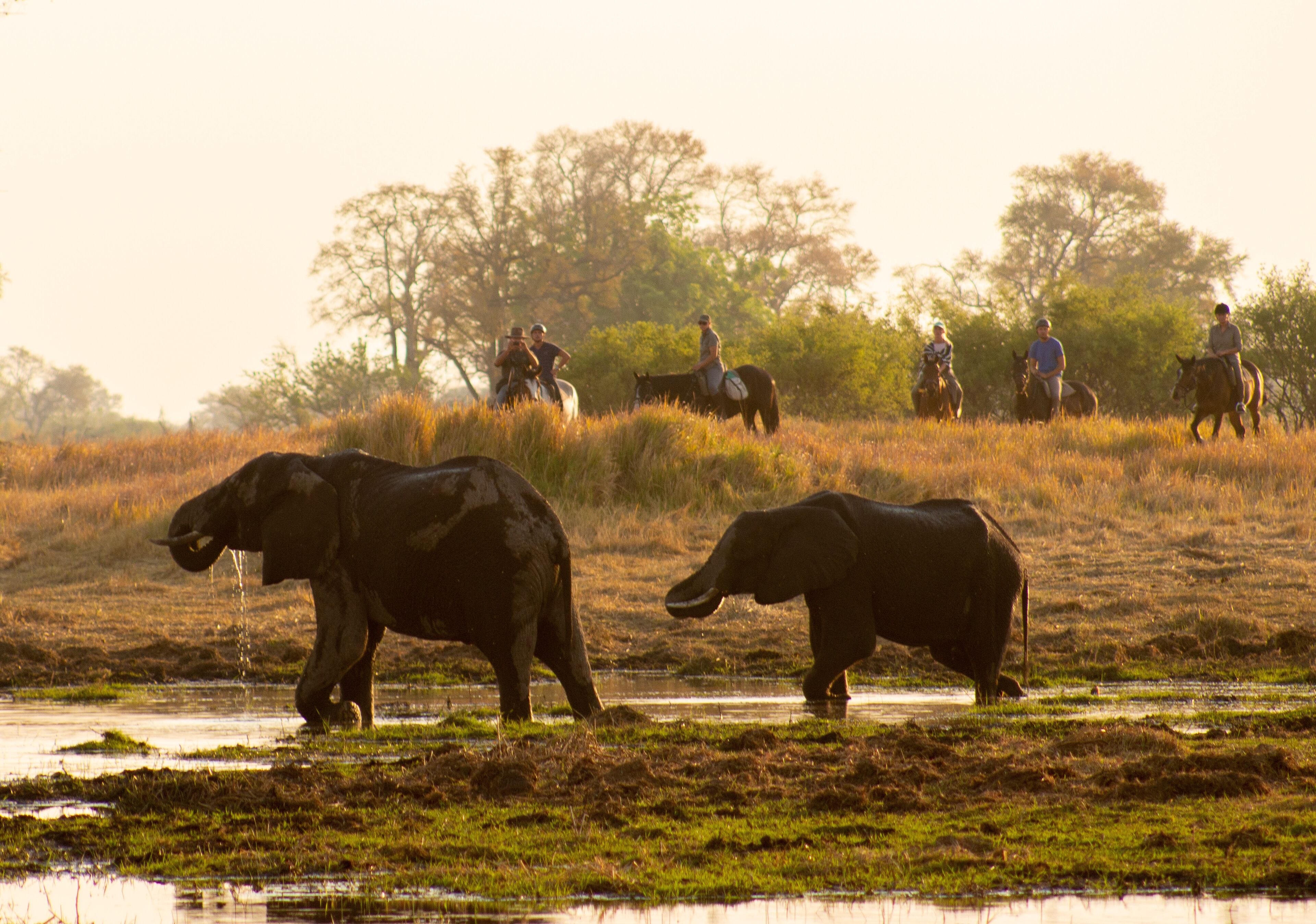 Delta Okavango