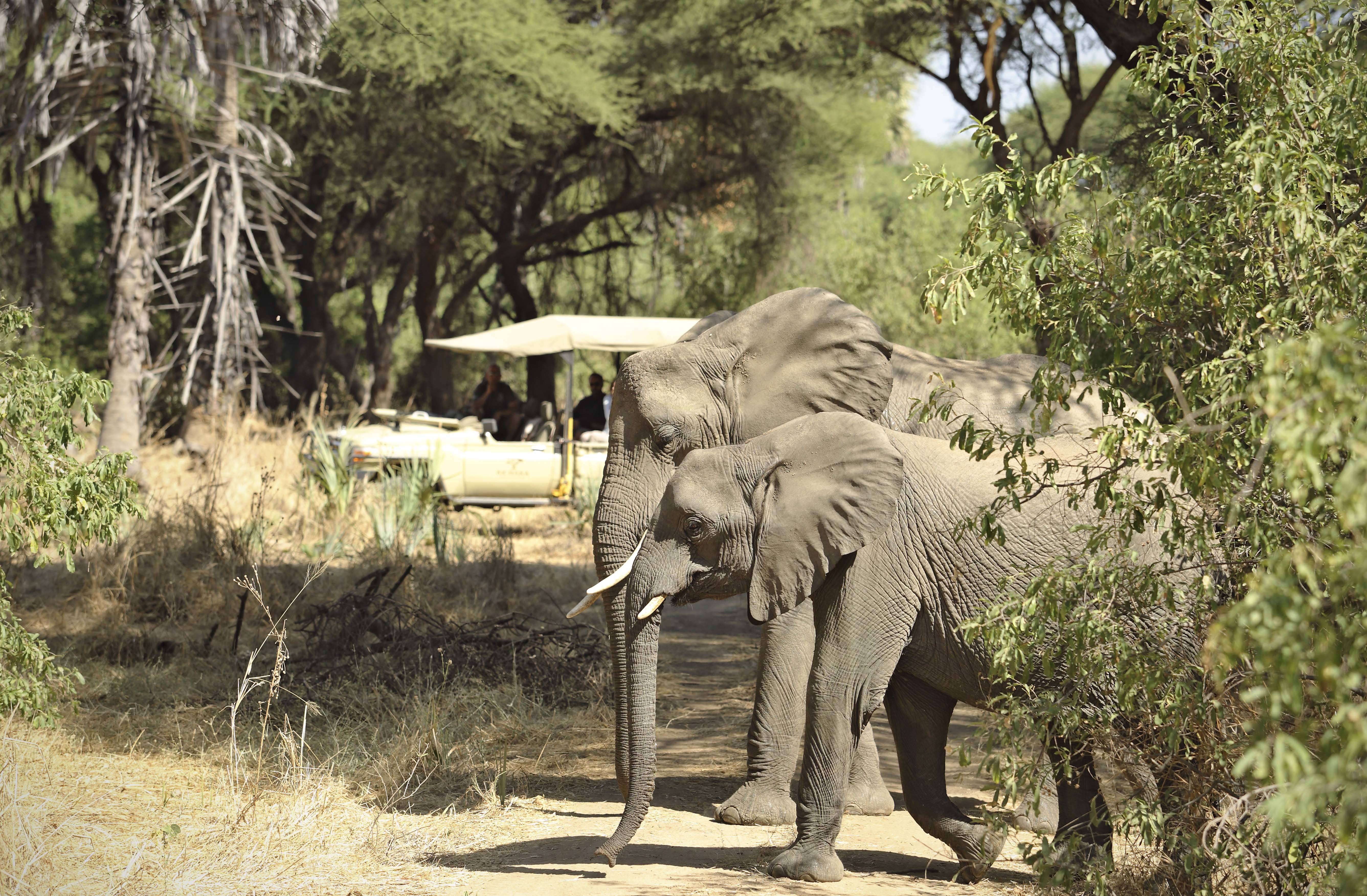 Kichaka Zumbua en Ruaha