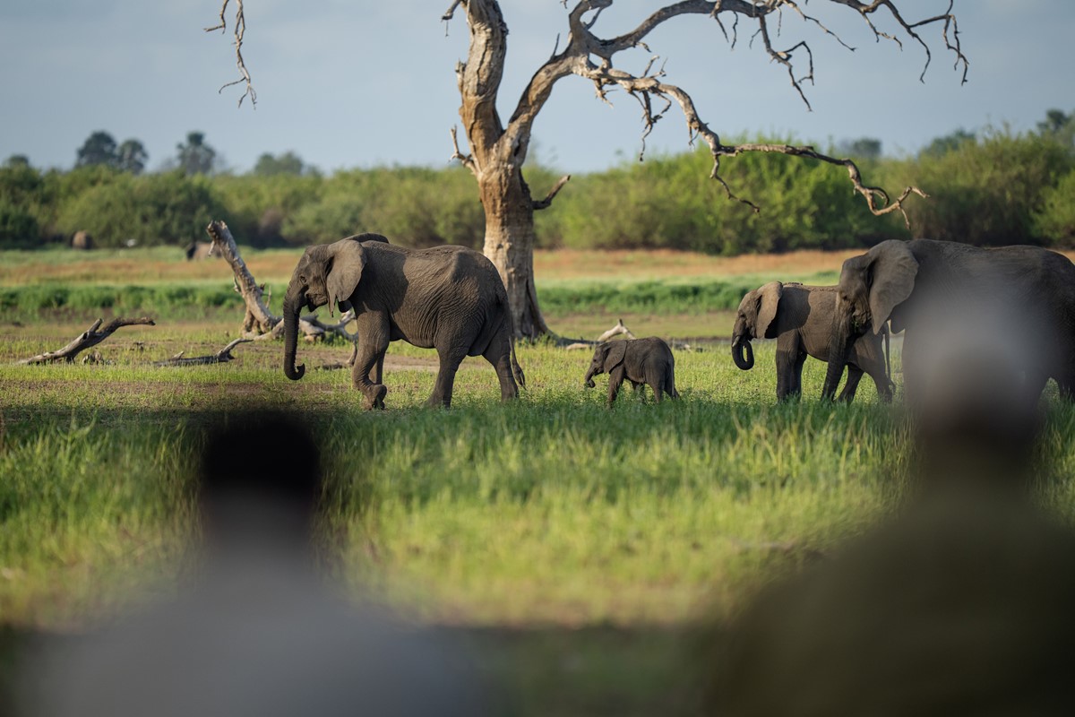 Laba Siwandu Camp en Selous Reserve