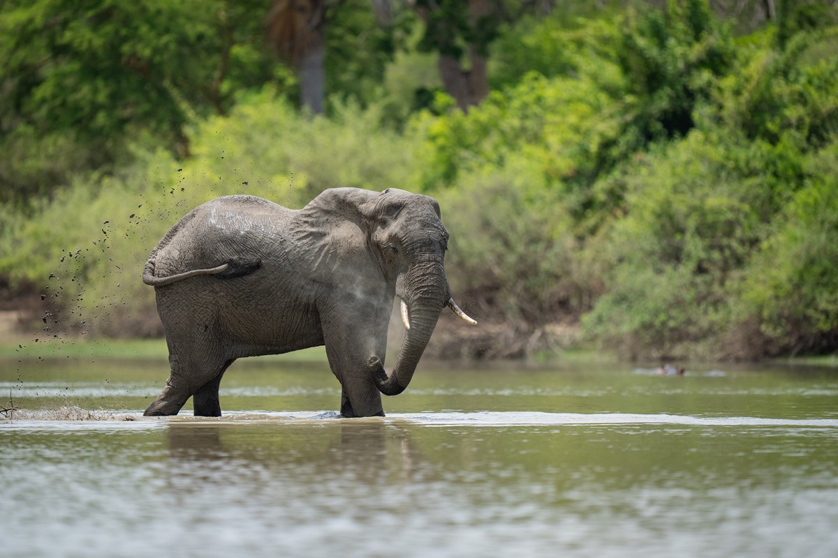 Laba Siwandu Camp en Selous Reserve