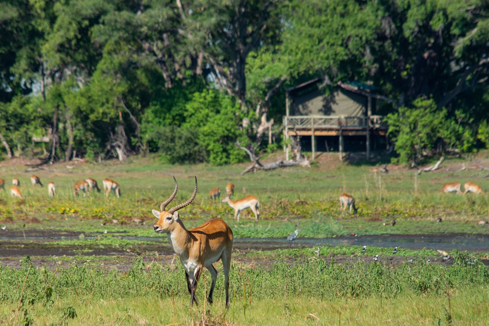 Pom Pom Private Concession en Delta Okavango
