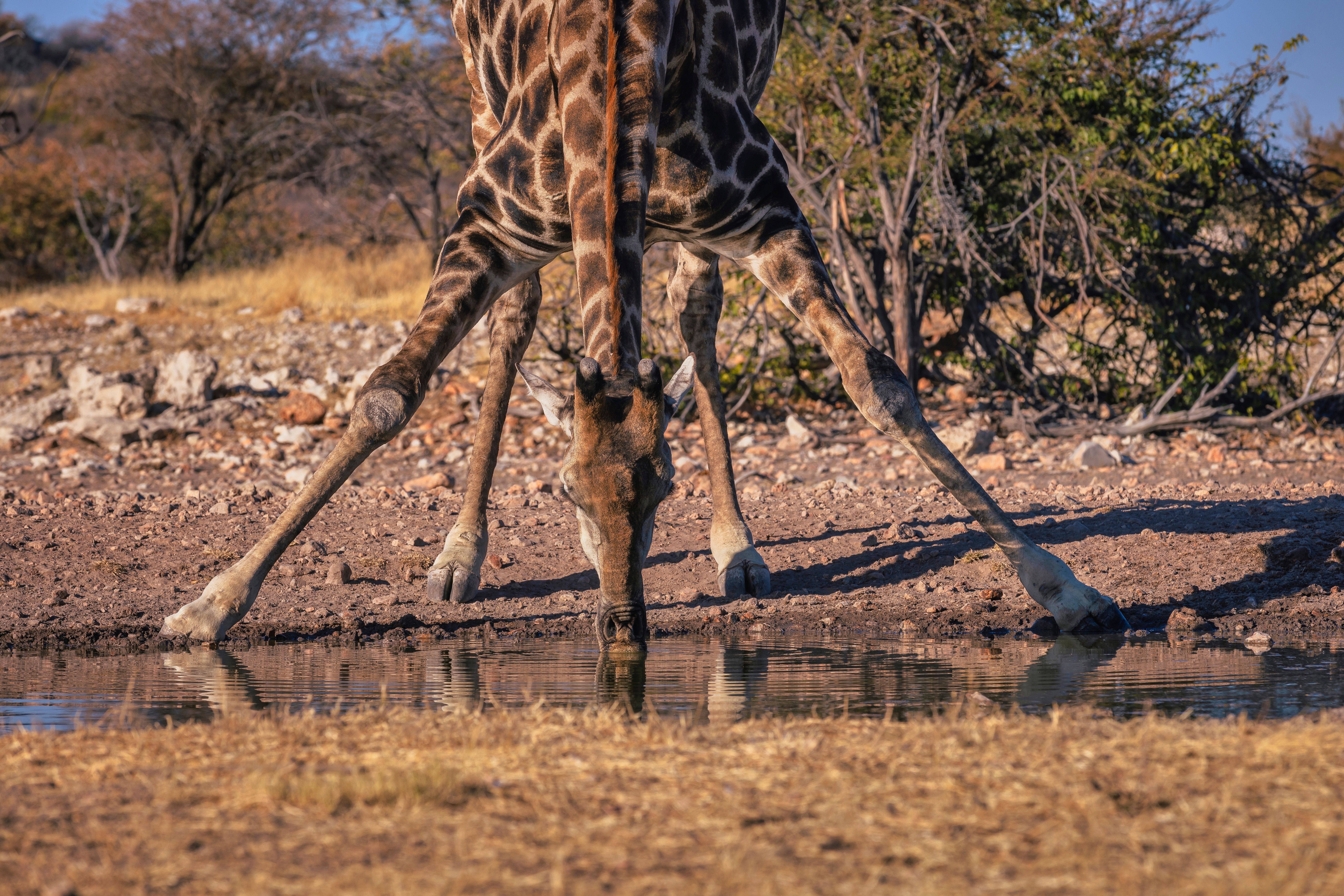 Etosha Parque Nacional