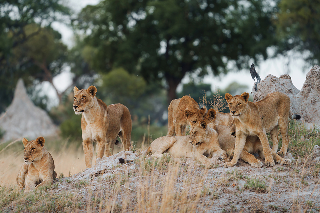 Mokolwane en Delta Okavango
