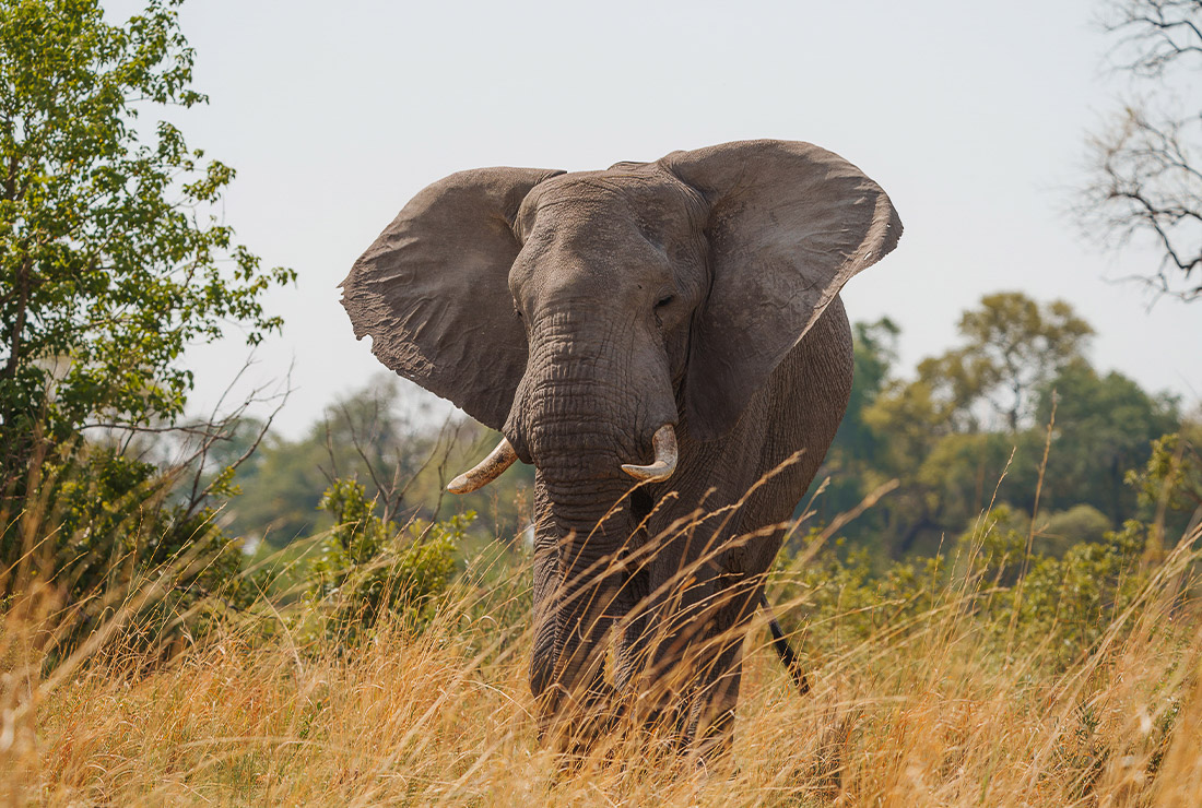 Mokolwane en Delta Okavango