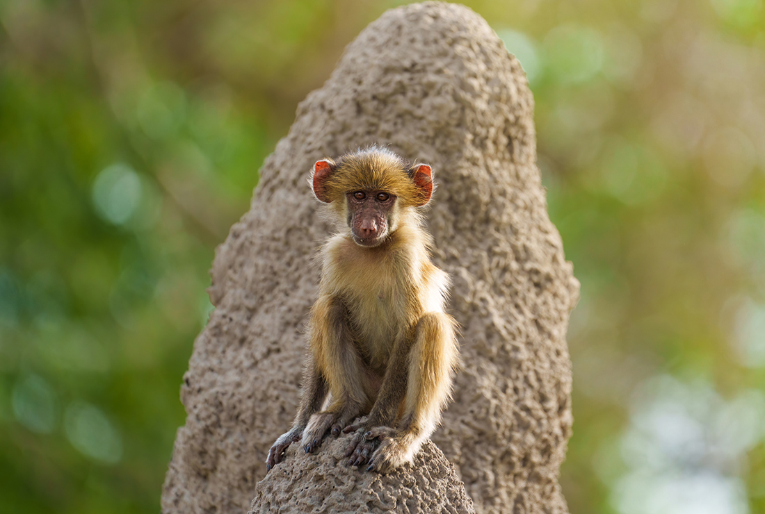 Mokolwane en Delta Okavango