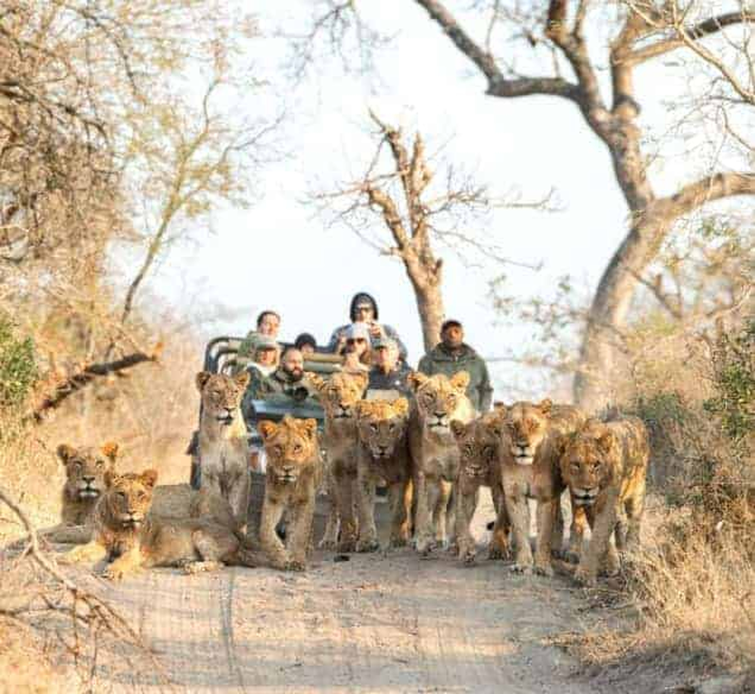 Royal Malewane Malewane Lodge en Kruger National Park