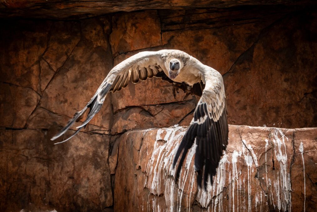 Shamwari Eagles Crag en Shamwari Private Game Reserve