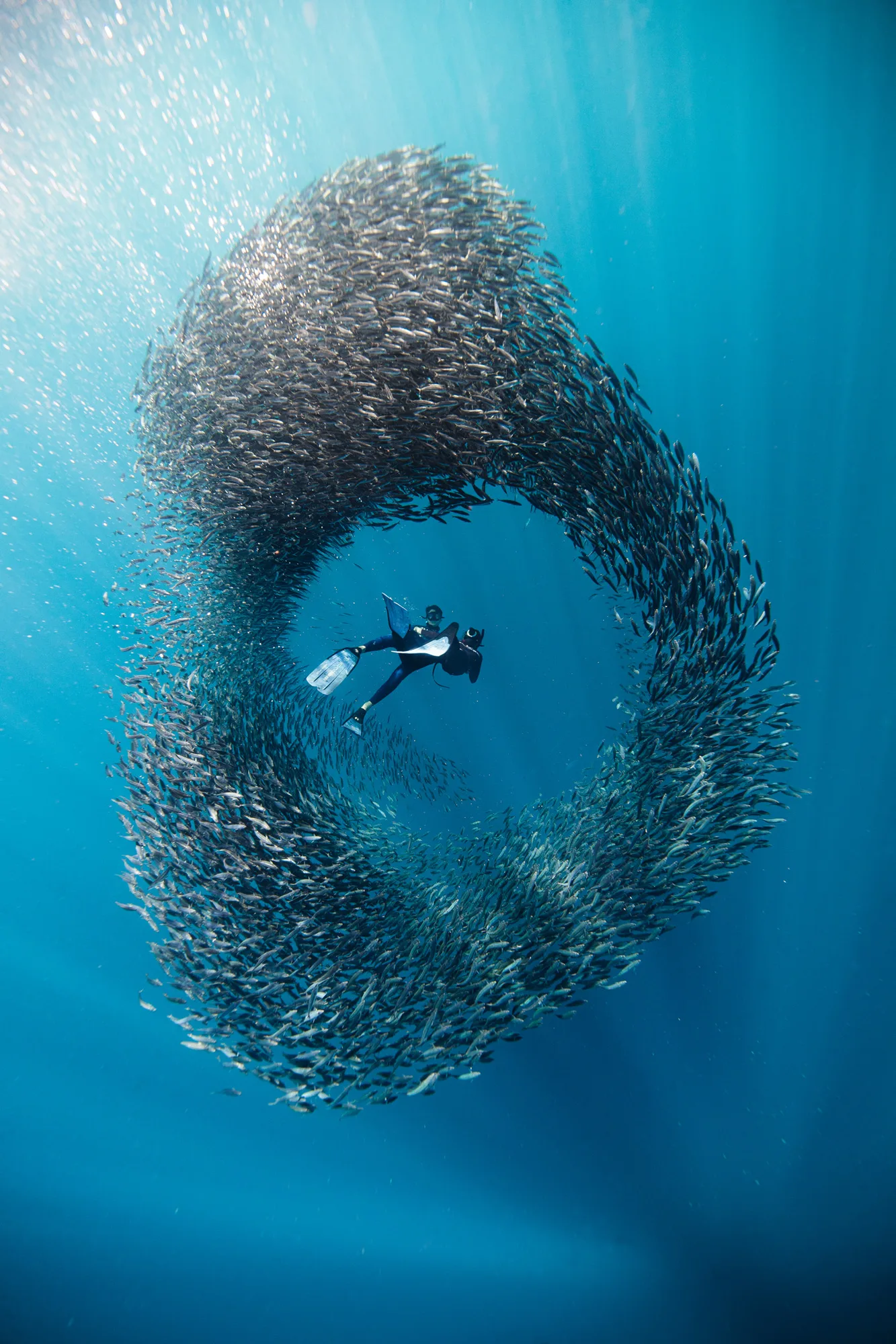 06 sardine run 06 022dd325