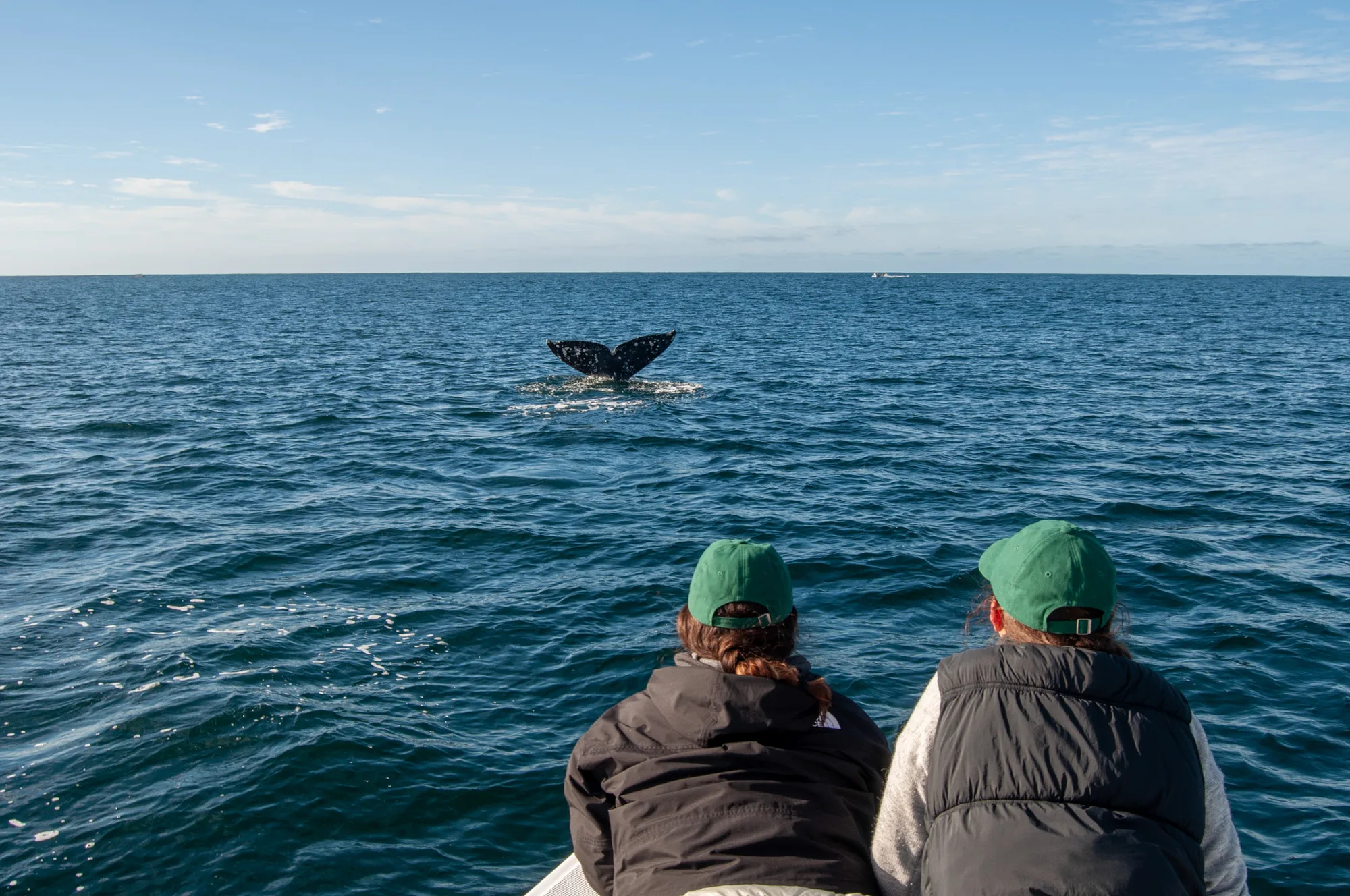 02 ballena jorobada 02 e8d66b3f