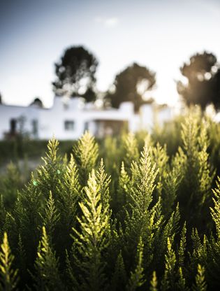 Craveiral Farmhouse en São Teotónio