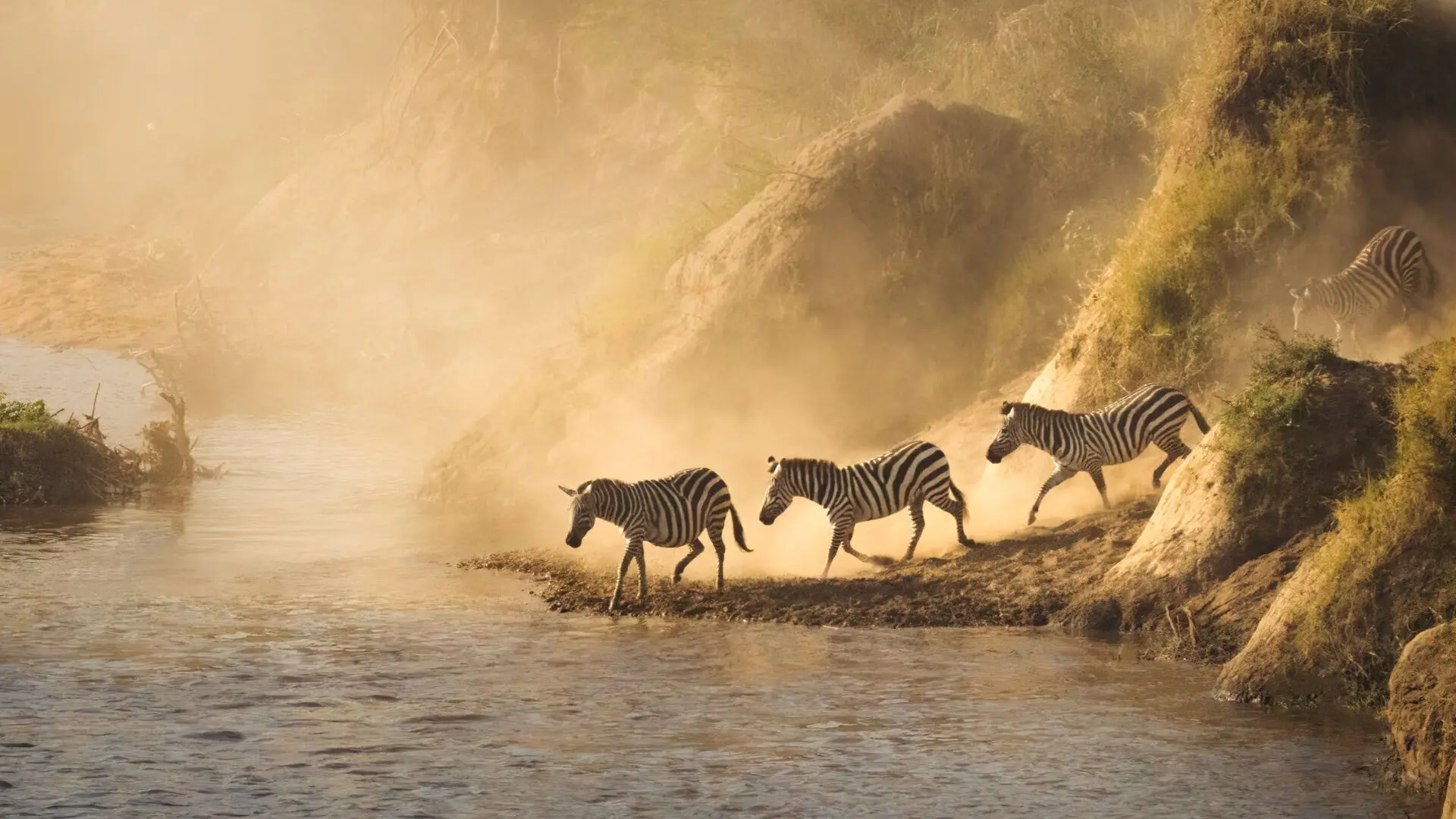 Zebras crossing the talek river jpg