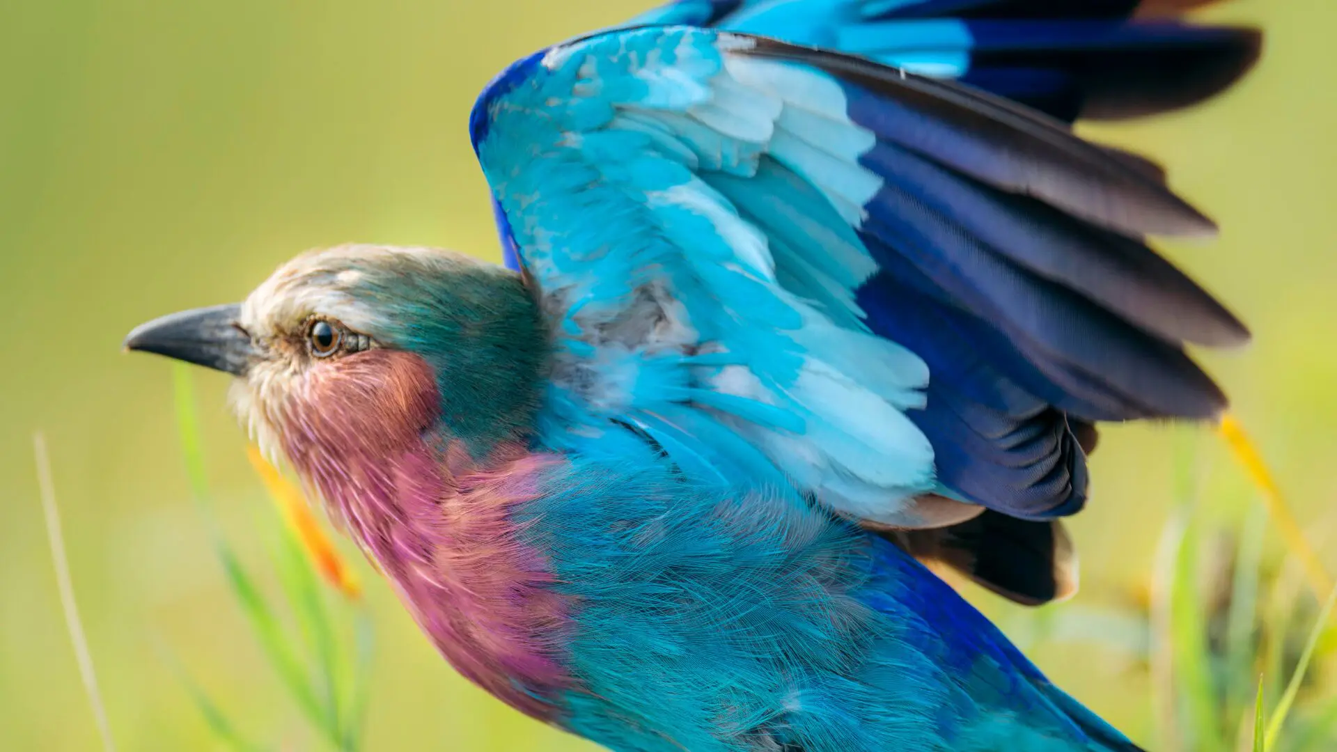 Lilac breasted roller in flight jpg