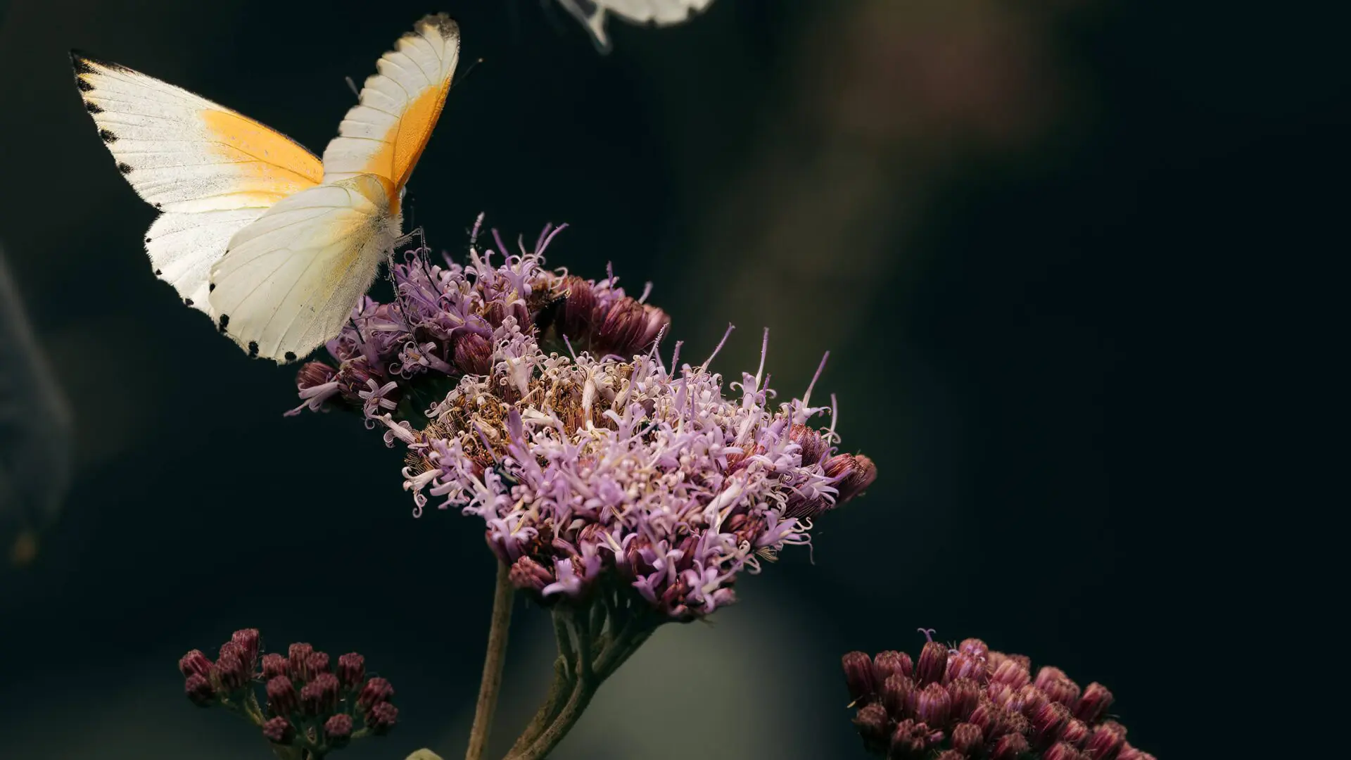 Butterflies at emboo jpg