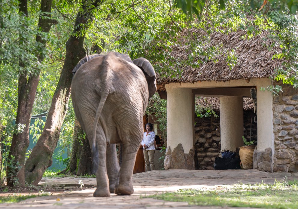 Elephants in camp 11