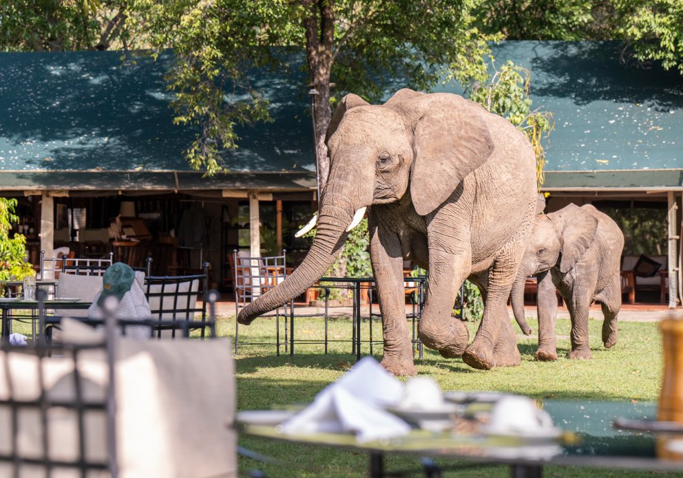 Elephants in camp 3