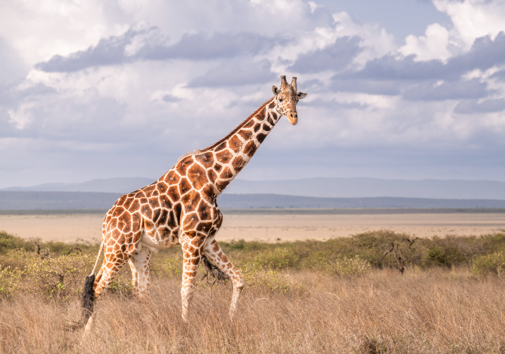 Mugie wildlife 32