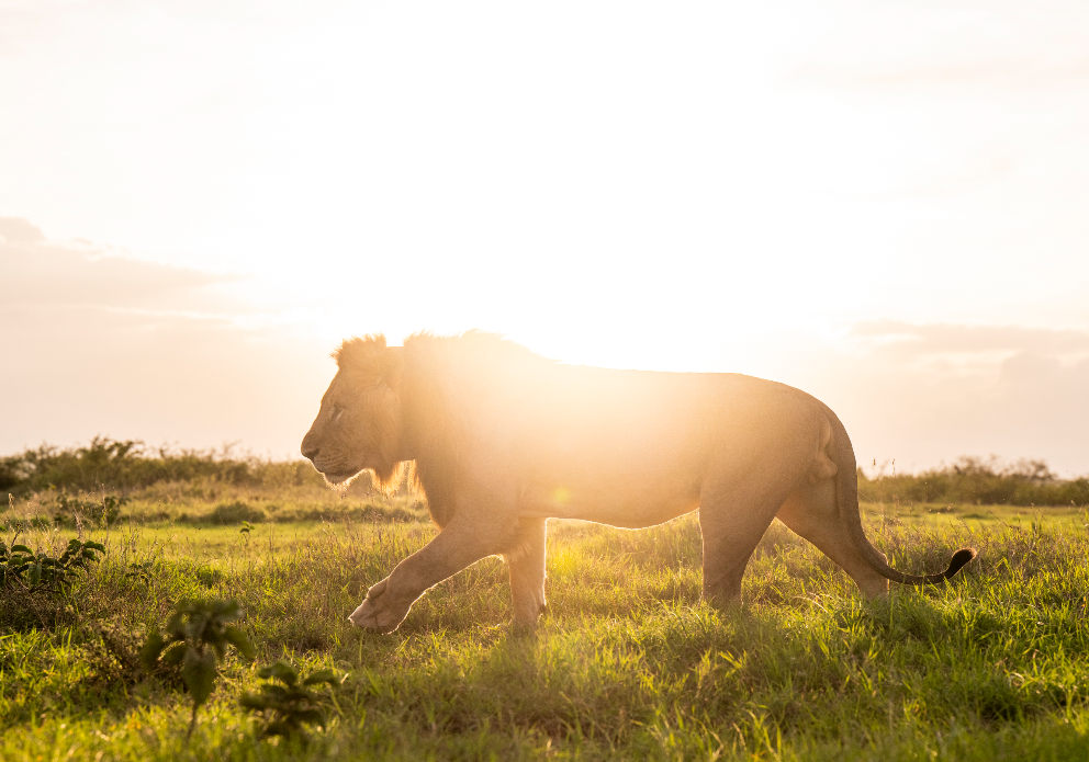 Mugie wildlife 33