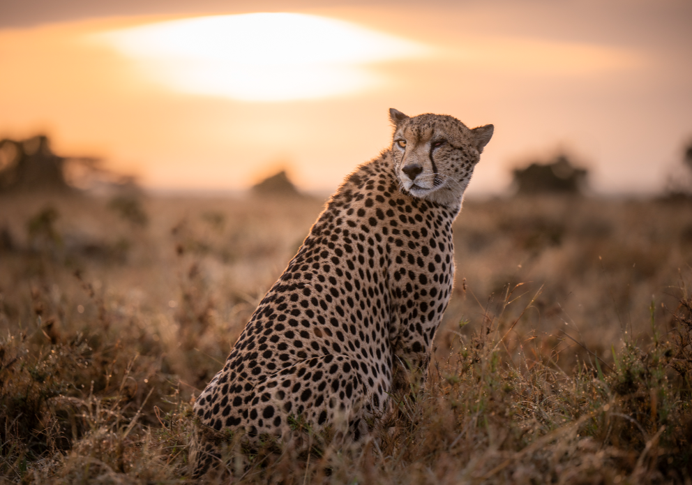 Mugie wildlife 3