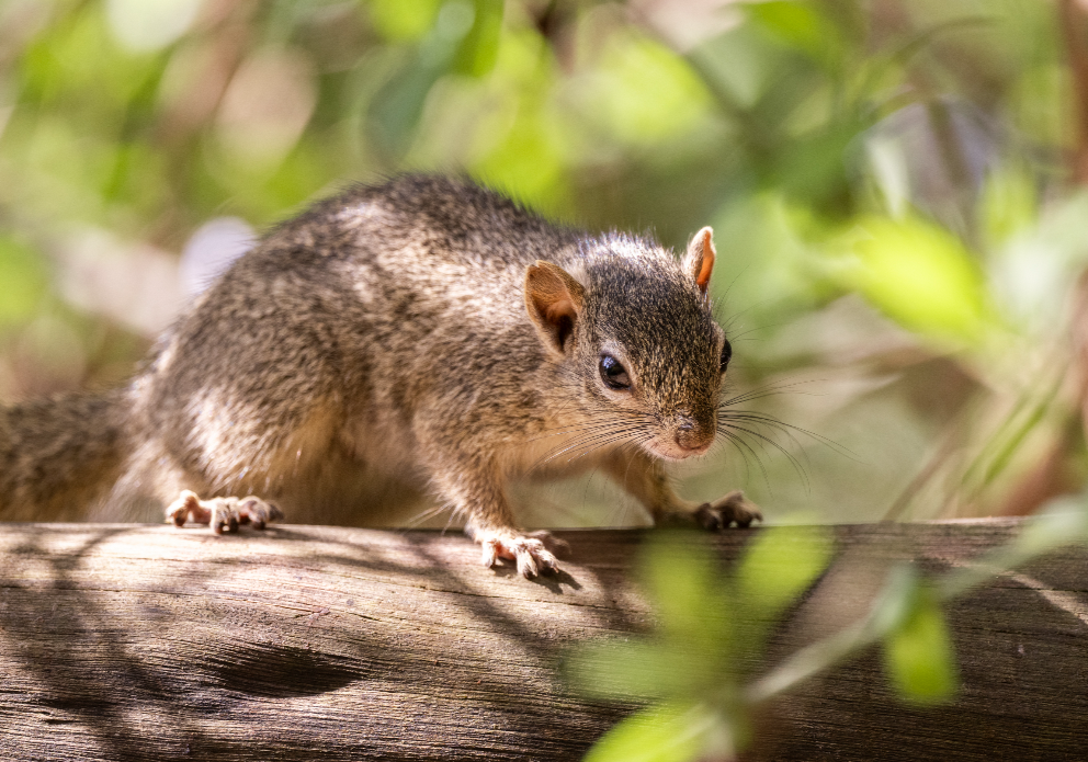 Ochre bush squirrel