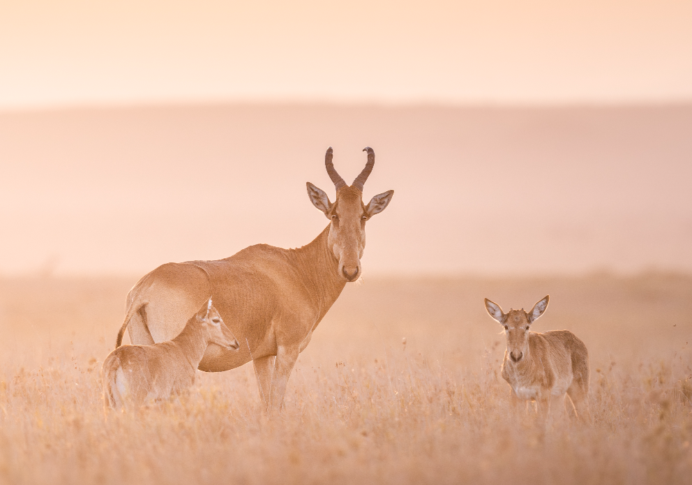Mugie wildlife 9