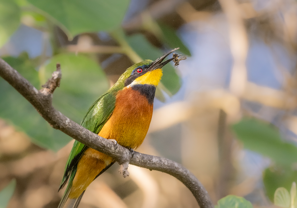 Cinnamon chested bee eater