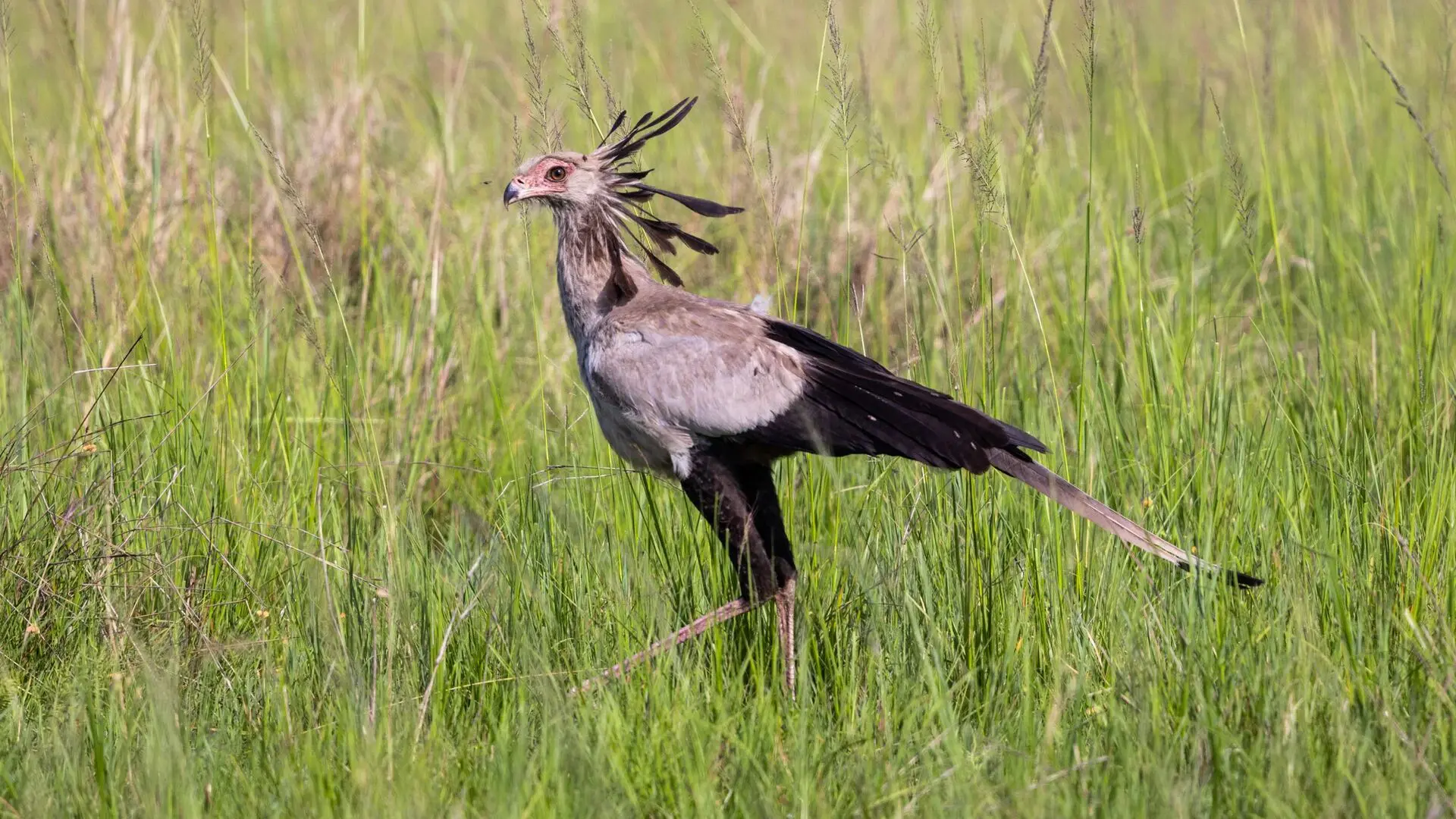 Asilia africa olakira migration camp secretary bird jpg