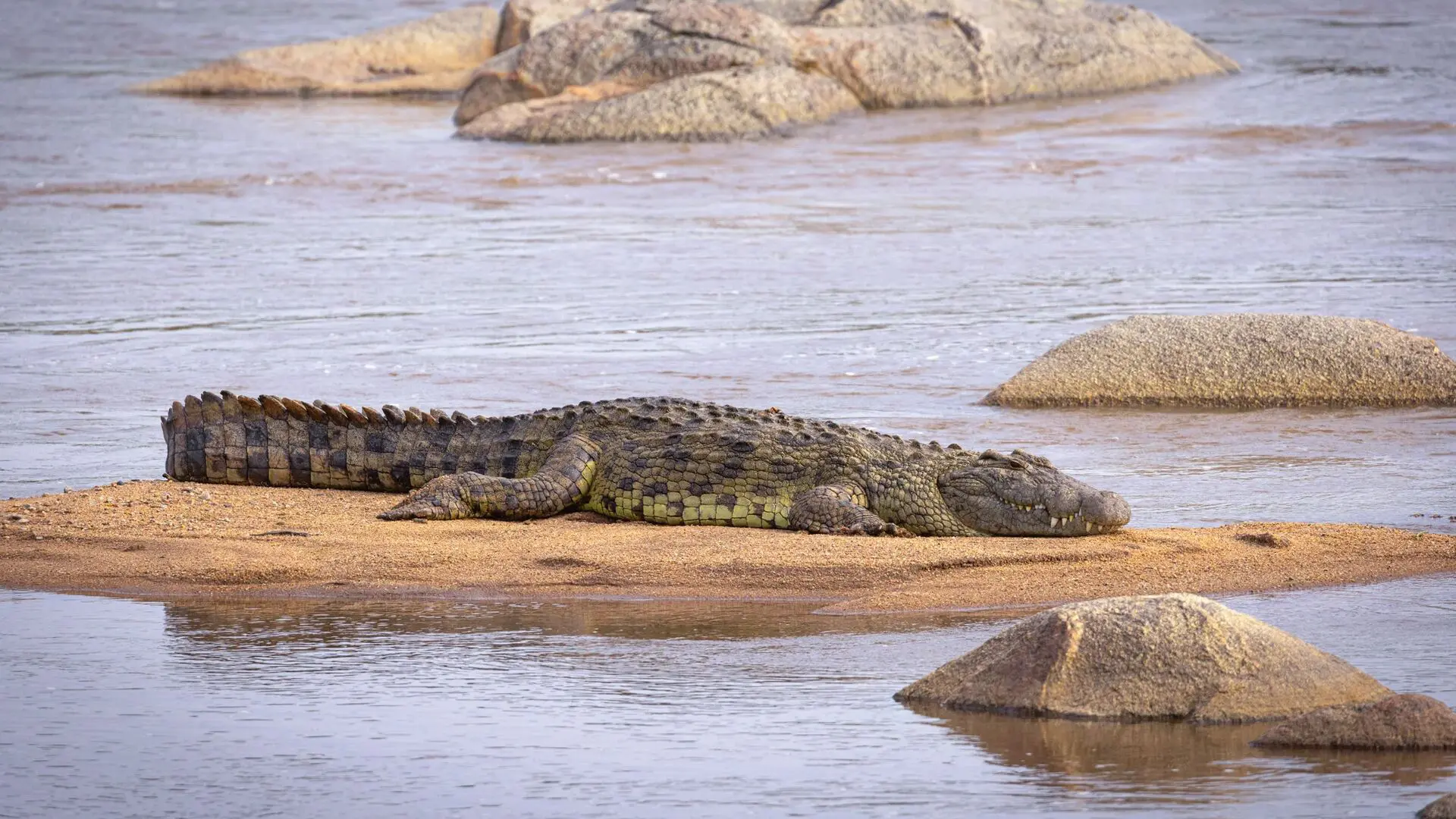 Asilia africa olakira migration camp crocodile jpg