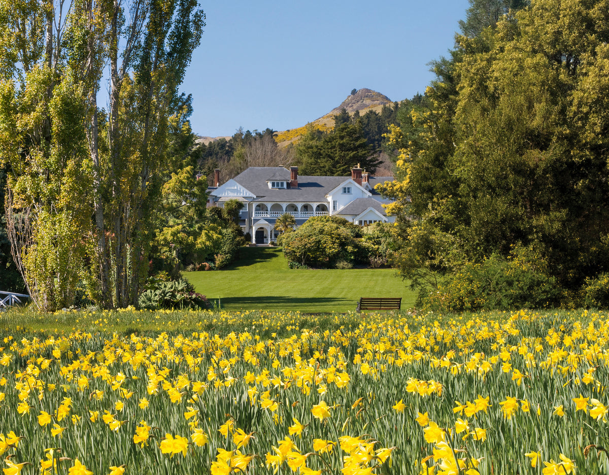 House daffodils high adjusted2025