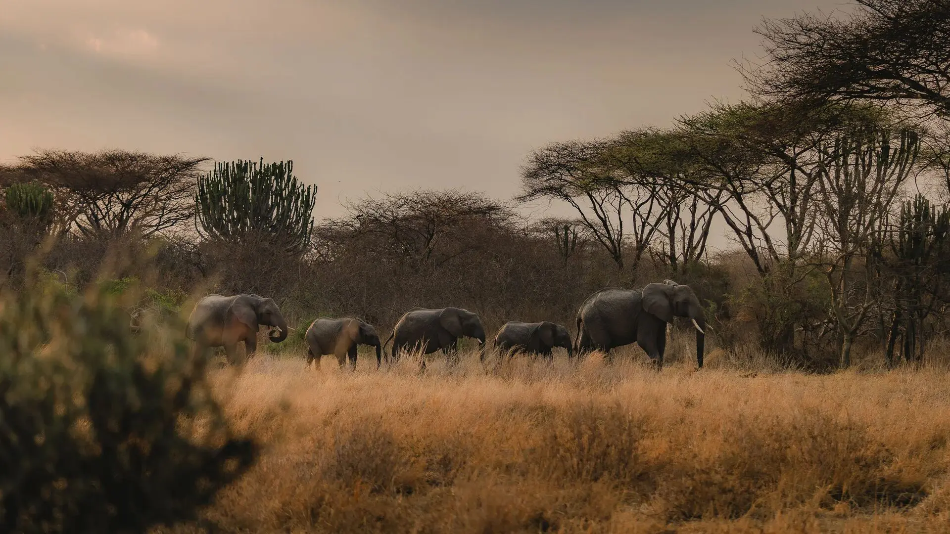 Asilia africa usangu expedition camp elephant jpg