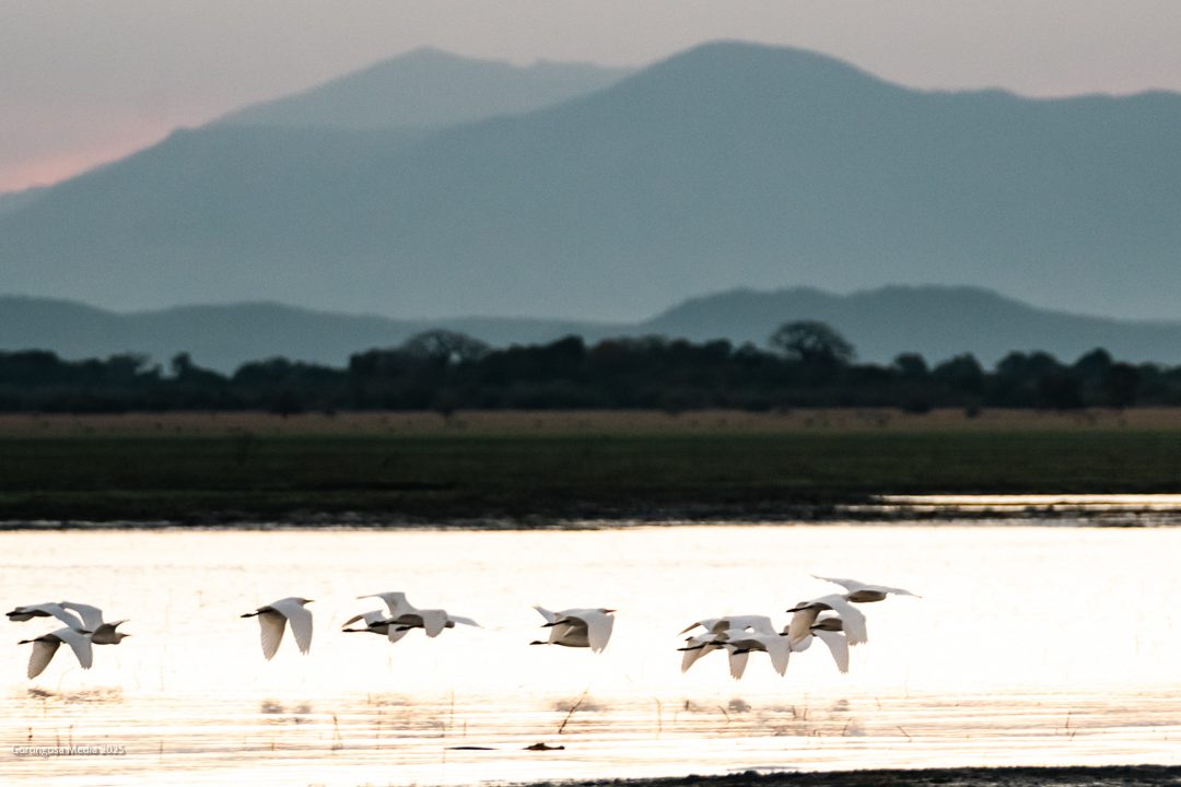 Gorongosa National Park | LAT.40