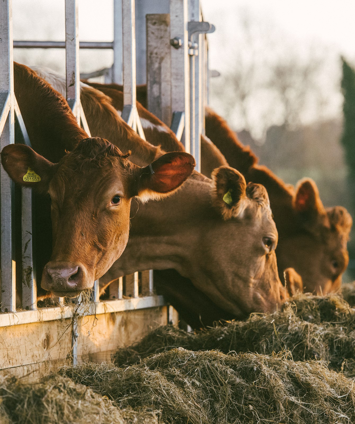 Hp experiences farm tour