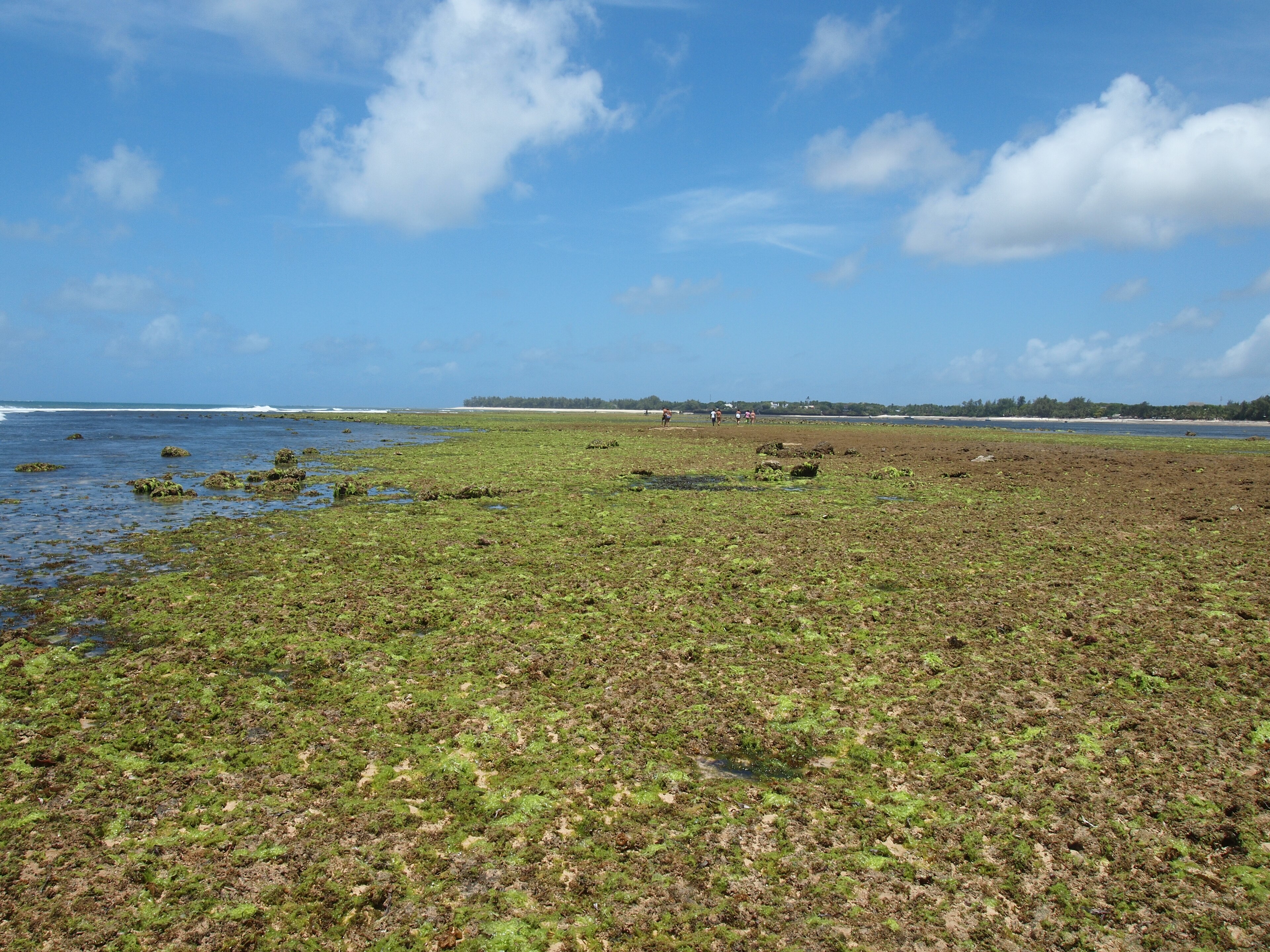 Malindi | LAT.40