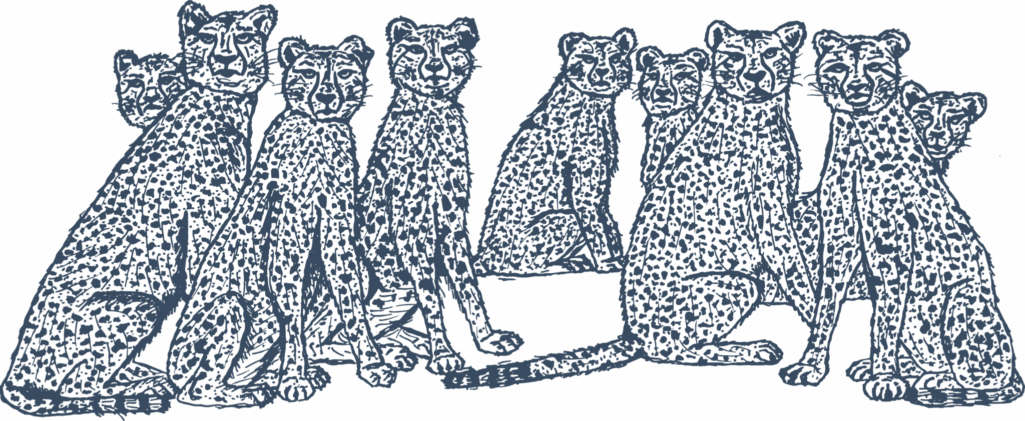 Cheetah family blue