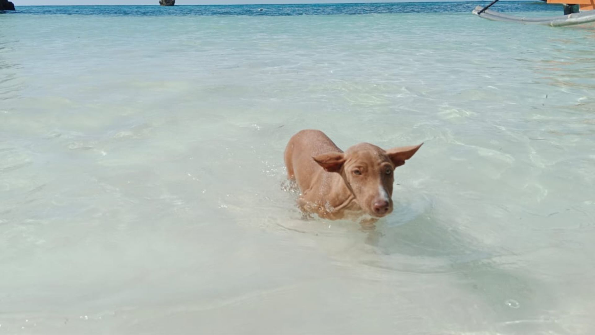 Islas Togean | LAT.40