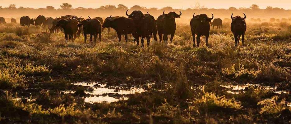 Wilderness Mokete en Chobe